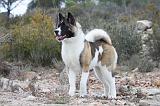 AKITA AMERICAIN 341